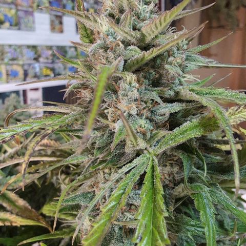 Agnes - Afgooey, (The Seed Fair), 28%, 30/70, (71d/74d/7-9w)459w/ growlog timeline photo