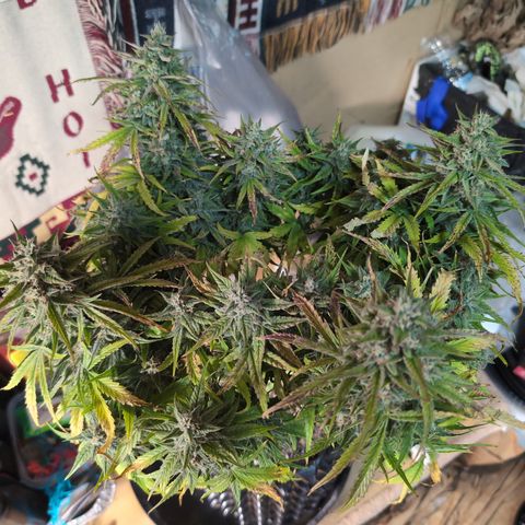 Agnes - Afgooey, (The Seed Fair), 28%, 30/70, (71d/74d/7-9w)459w/ growlog timeline photo