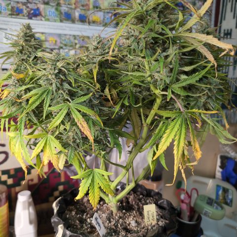 Agnes - Afgooey, (The Seed Fair), 28%, 30/70, (71d/74d/7-9w)459w/ growlog timeline photo