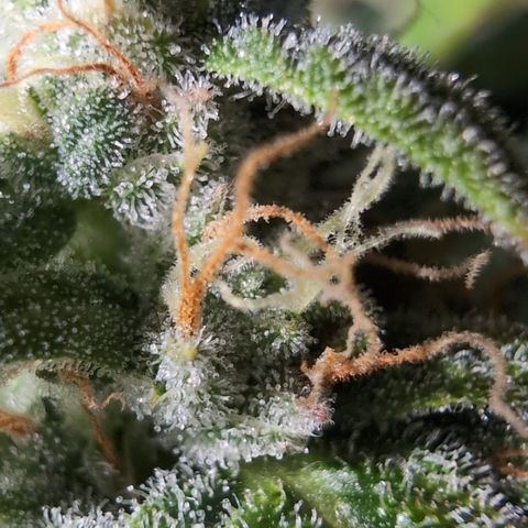 Agnes - Afgooey, (The Seed Fair), 28%, 30/70, (71d/74d/7-9w)459w/ growlog timeline photo