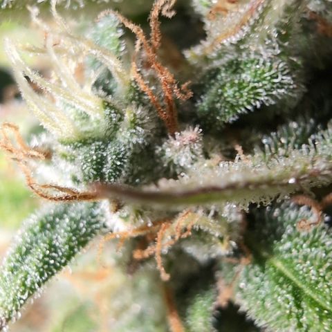Agnes - Afgooey, (The Seed Fair), 28%, 30/70, (71d/74d/7-9w)459w/ growlog timeline photo