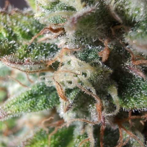 Agnes - Afgooey, (The Seed Fair), 28%, 30/70, (71d/74d/7-9w)459w/ growlog timeline photo