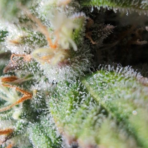 Agnes - Afgooey, (The Seed Fair), 28%, 30/70, (71d/74d/7-9w)459w/ growlog timeline photo