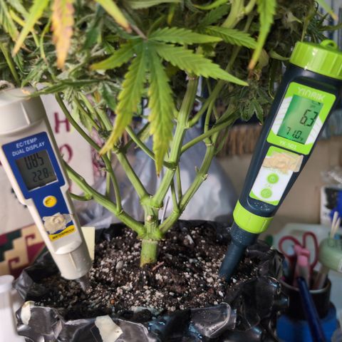 Agnes - Afgooey, (The Seed Fair), 28%, 30/70, (71d/74d/7-9w)459w/ growlog timeline photo