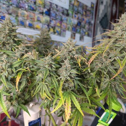 Agnes - Afgooey, (The Seed Fair), 28%, 30/70, (71d/74d/7-9w)459w/ growlog timeline photo