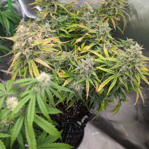 Agnes - Afgooey, (The Seed Fair), 28%, 30/70, (71d/74d/7-9w)459w/ growlog timeline photo