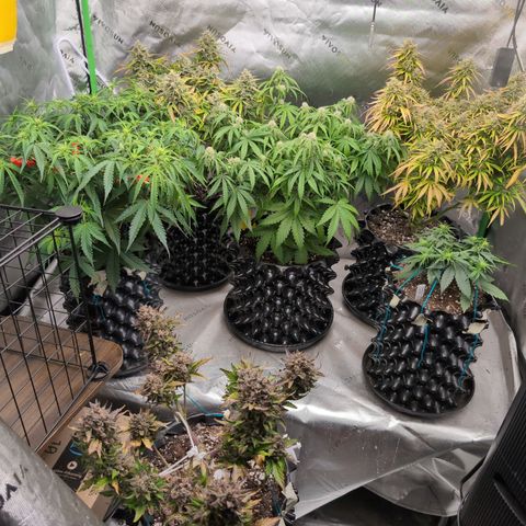 Agnes - Afgooey, (The Seed Fair), 28%, 30/70, (71d/74d/7-9w)459w/ growlog timeline photo
