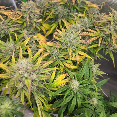 Agnes - Afgooey, (The Seed Fair), 28%, 30/70, (71d/74d/7-9w)459w/ growlog timeline photo