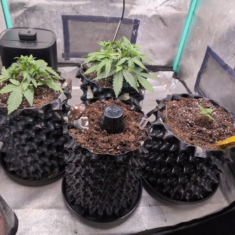 Agnes - Afgooey, (The Seed Fair), 28%, 30/70, (71d/74d/7-9w)459w/ growlog timeline photo