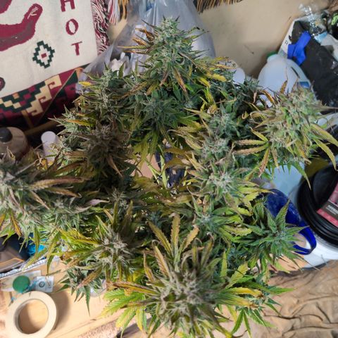 Agnes - Afgooey, (The Seed Fair), 28%, 30/70, (71d/74d/7-9w)459w/ growlog timeline photo