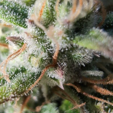 Agnes - Afgooey, (The Seed Fair), 28%, 30/70, (71d/74d/7-9w)459w/ growlog timeline photo