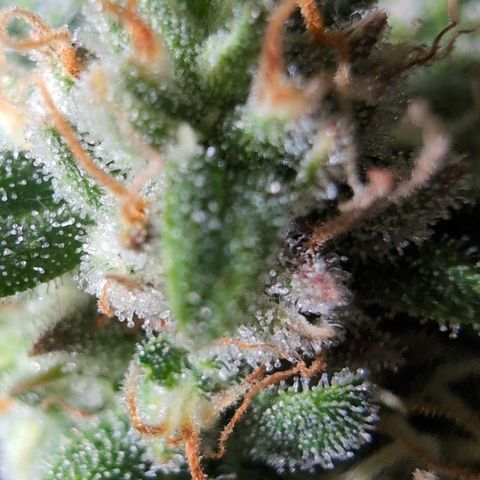 Agnes - Afgooey, (The Seed Fair), 28%, 30/70, (71d/74d/7-9w)459w/ growlog timeline photo
