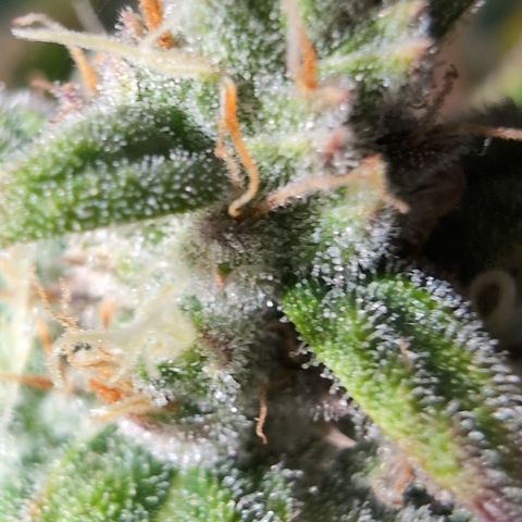 Agnes - Afgooey, (The Seed Fair), 28%, 30/70, (71d/74d/7-9w)459w/ growlog timeline photo