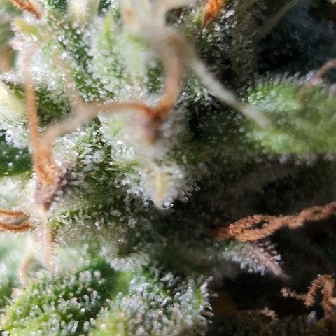 Agnes - Afgooey, (The Seed Fair), 28%, 30/70, (71d/74d/7-9w)459w/ growlog timeline photo