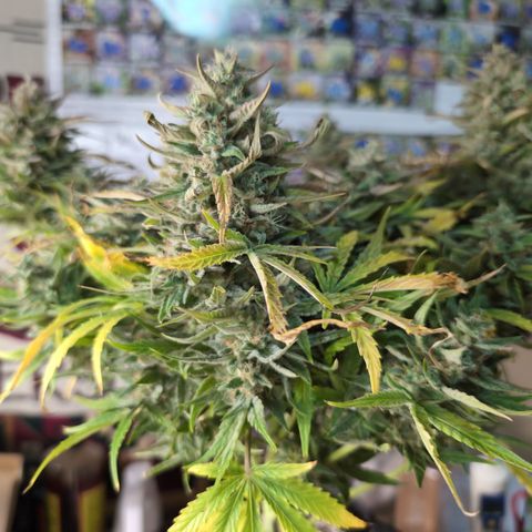 Agnes - Afgooey, (The Seed Fair), 28%, 30/70, (71d/74d/7-9w)459w/ growlog timeline photo