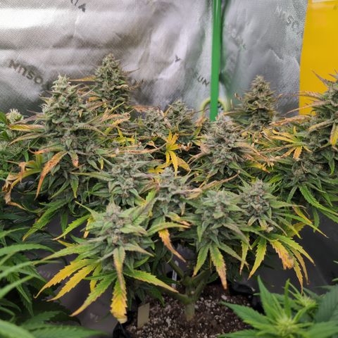 Agnes - Afgooey, (The Seed Fair), 28%, 30/70, (71d/74d/7-9w)459w/ growlog timeline photo