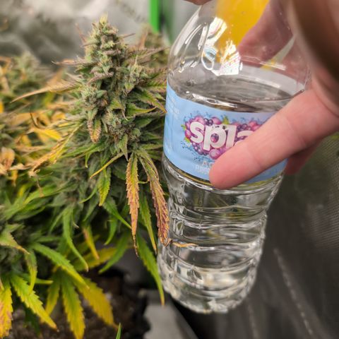 Agnes - Afgooey, (The Seed Fair), 28%, 30/70, (71d/74d/7-9w)459w/ growlog timeline photo
