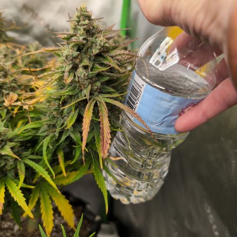 Agnes - Afgooey, (The Seed Fair), 28%, 30/70, (71d/74d/7-9w)459w/ growlog timeline photo
