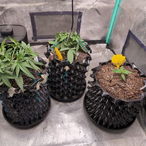 Agnes - Afgooey, (The Seed Fair), 28%, 30/70, (71d/74d/7-9w)459w/ growlog timeline photo