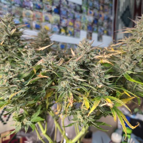 Agnes - Afgooey, (The Seed Fair), 28%, 30/70, (71d/74d/7-9w)459w/ growlog timeline photo