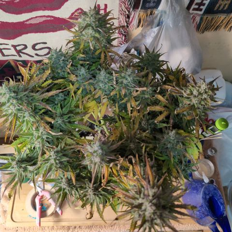 Agnes - Afgooey, (The Seed Fair), 28%, 30/70, (71d/74d/7-9w)459w/ growlog timeline photo