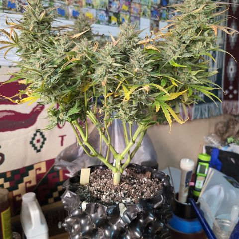 Agnes - Afgooey, (The Seed Fair), 28%, 30/70, (71d/74d/7-9w)459w/ growlog timeline photo
