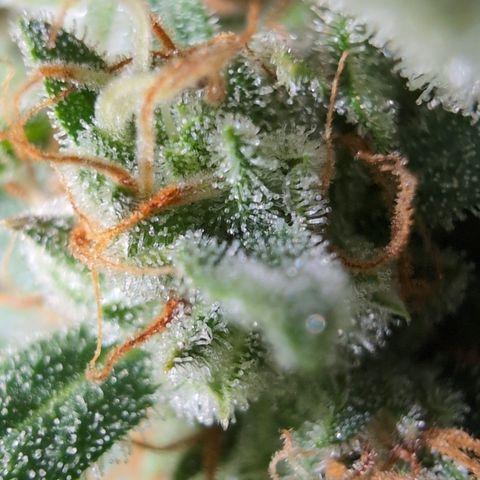 Agnes - Afgooey, (The Seed Fair), 28%, 30/70, (71d/74d/7-9w)459w/ growlog timeline photo