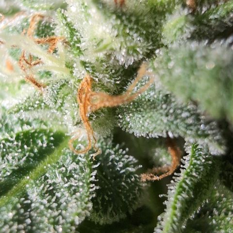 Agnes - Afgooey, (The Seed Fair), 28%, 30/70, (71d/74d/7-9w)459w/ growlog timeline photo