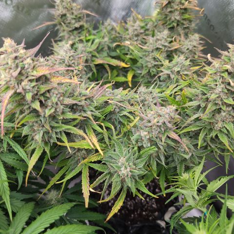 Agnes - Afgooey, (The Seed Fair), 28%, 30/70, (71d/74d/7-9w)459w/ growlog timeline photo