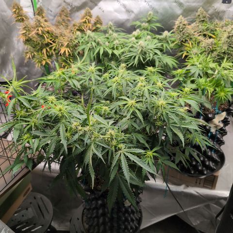 Agnes - Afgooey, (The Seed Fair), 28%, 30/70, (71d/74d/7-9w)459w/ growlog timeline photo
