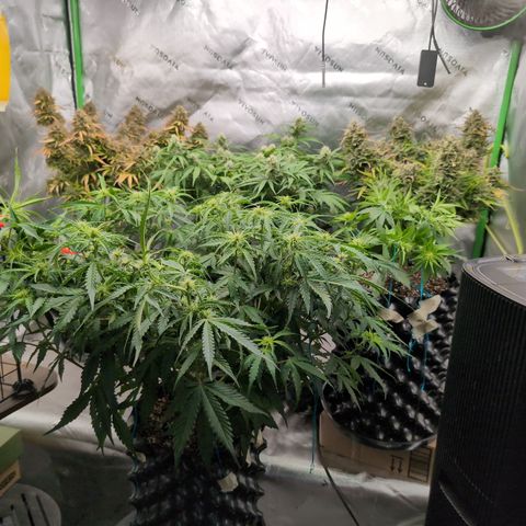 Agnes - Afgooey, (The Seed Fair), 28%, 30/70, (71d/74d/7-9w)459w/ growlog timeline photo