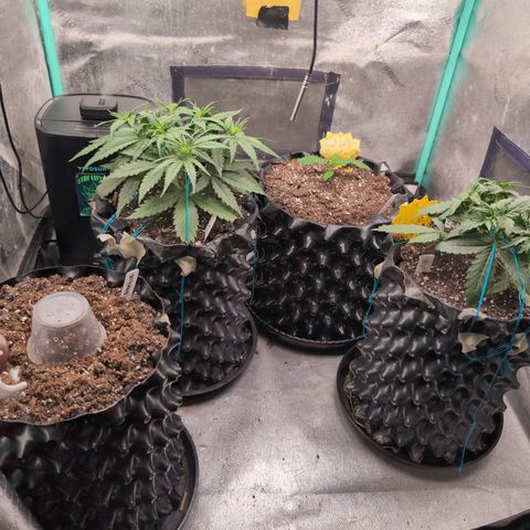 Agnes - Afgooey, (The Seed Fair), 28%, 30/70, (71d/74d/7-9w)459w/ growlog timeline photo