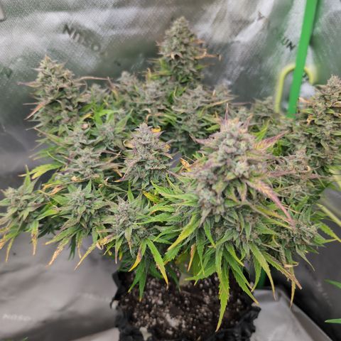 Agnes - Afgooey, (The Seed Fair), 28%, 30/70, (71d/74d/7-9w)459w/ growlog timeline photo