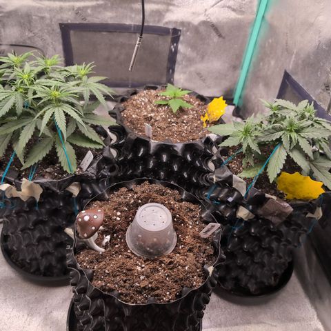 Agnes - Afgooey, (The Seed Fair), 28%, 30/70, (71d/74d/7-9w)459w/ growlog timeline photo