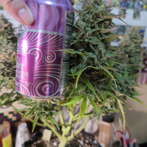 Agnes - Afgooey, (The Seed Fair), 28%, 30/70, (71d/74d/7-9w)459w/ growlog timeline photo