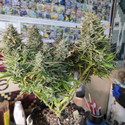 Agnes - Afgooey, (The Seed Fair), 28%, 30/70, (71d/74d/7-9w)459w/ growlog timeline photo