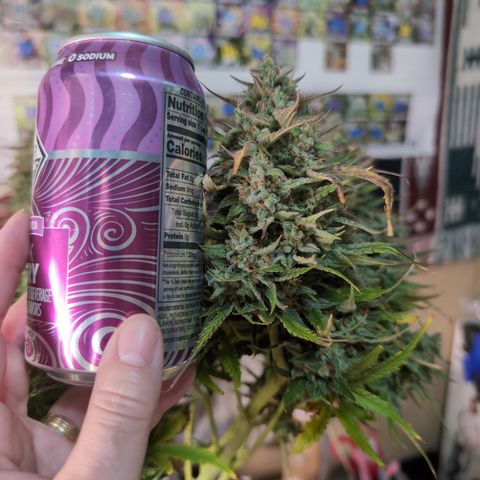 Agnes - Afgooey, (The Seed Fair), 28%, 30/70, (71d/74d/7-9w)459w/ growlog timeline photo