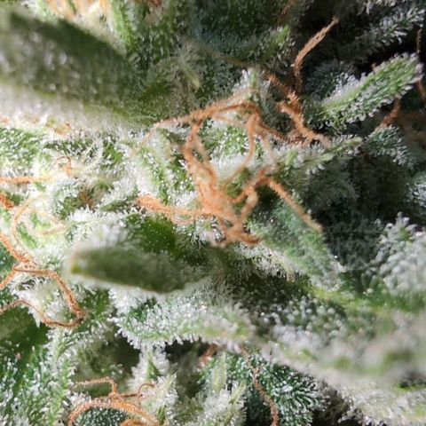 Agnes - Afgooey, (The Seed Fair), 28%, 30/70, (71d/74d/7-9w)459w/ growlog timeline photo