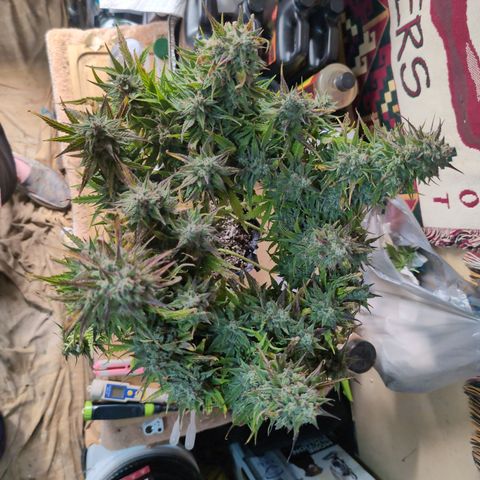 Agnes - Afgooey, (The Seed Fair), 28%, 30/70, (71d/74d/7-9w)459w/ growlog timeline photo