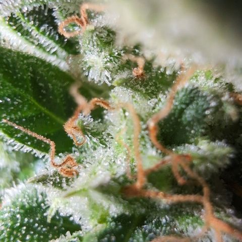 Agnes - Afgooey, (The Seed Fair), 28%, 30/70, (71d/74d/7-9w)459w/ growlog timeline photo