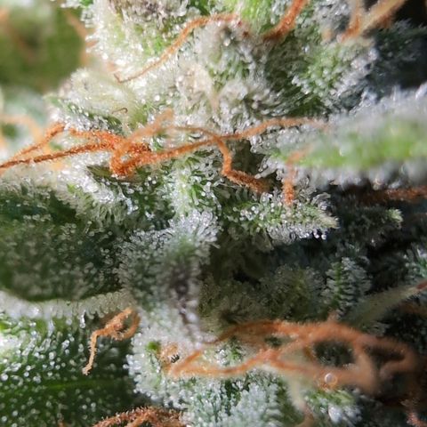 Agnes - Afgooey, (The Seed Fair), 28%, 30/70, (71d/74d/7-9w)459w/ growlog timeline photo