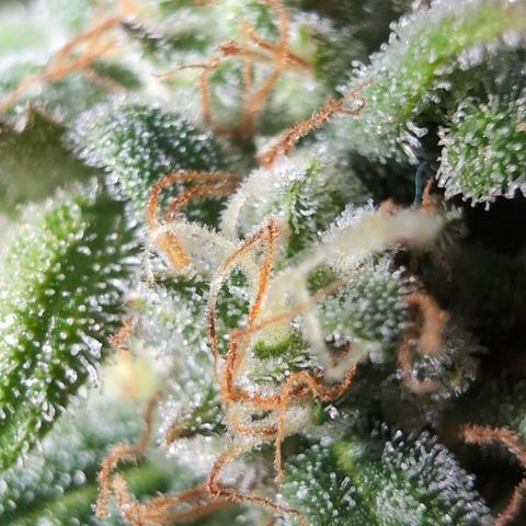 Agnes - Afgooey, (The Seed Fair), 28%, 30/70, (71d/74d/7-9w)459w/ growlog timeline photo
