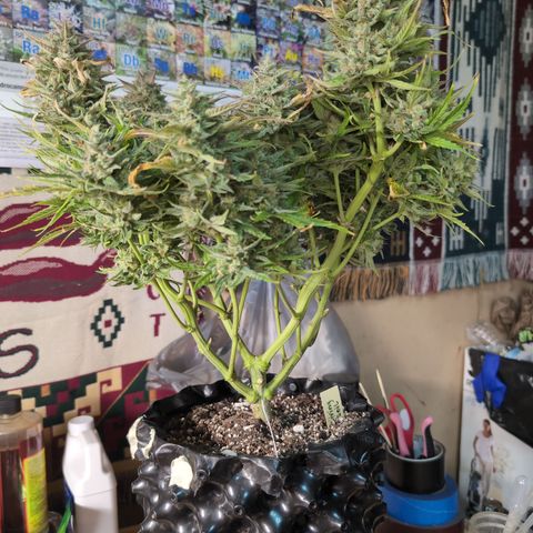 Agnes - Afgooey, (The Seed Fair), 28%, 30/70, (71d/74d/7-9w)459w/ growlog timeline photo