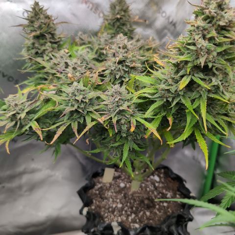 Agnes - Afgooey, (The Seed Fair), 28%, 30/70, (71d/74d/7-9w)459w/ growlog timeline photo