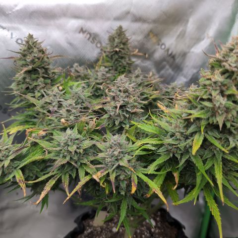 Agnes - Afgooey, (The Seed Fair), 28%, 30/70, (71d/74d/7-9w)459w/ growlog timeline photo