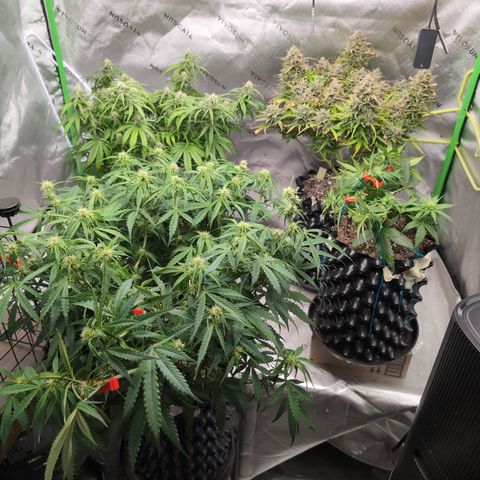 Agnes - Afgooey, (The Seed Fair), 28%, 30/70, (71d/74d/7-9w)459w/ growlog timeline photo