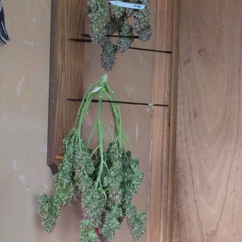 Agnes - Afgooey, (The Seed Fair), 28%, 30/70, (71d/74d/7-9w)459w/ growlog timeline photo
