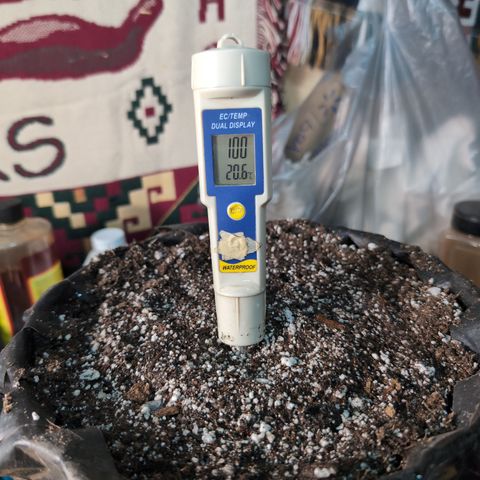 Agnes - Afgooey, (The Seed Fair), 28%, 30/70, (71d/74d/7-9w)459w/ growlog timeline photo