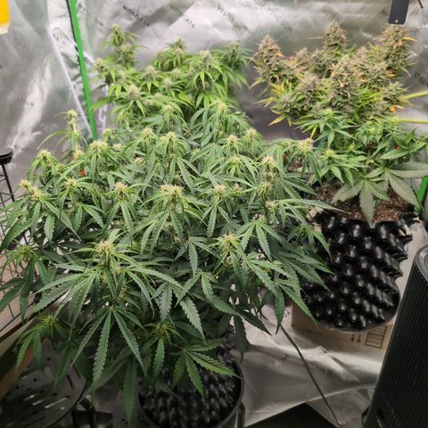 Agnes - Afgooey, (The Seed Fair), 28%, 30/70, (71d/74d/7-9w)459w/ growlog timeline photo