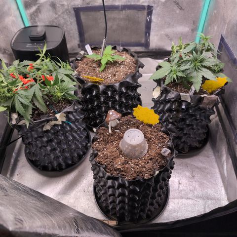 Agnes - Afgooey, (The Seed Fair), 28%, 30/70, (71d/74d/7-9w)459w/ growlog timeline photo